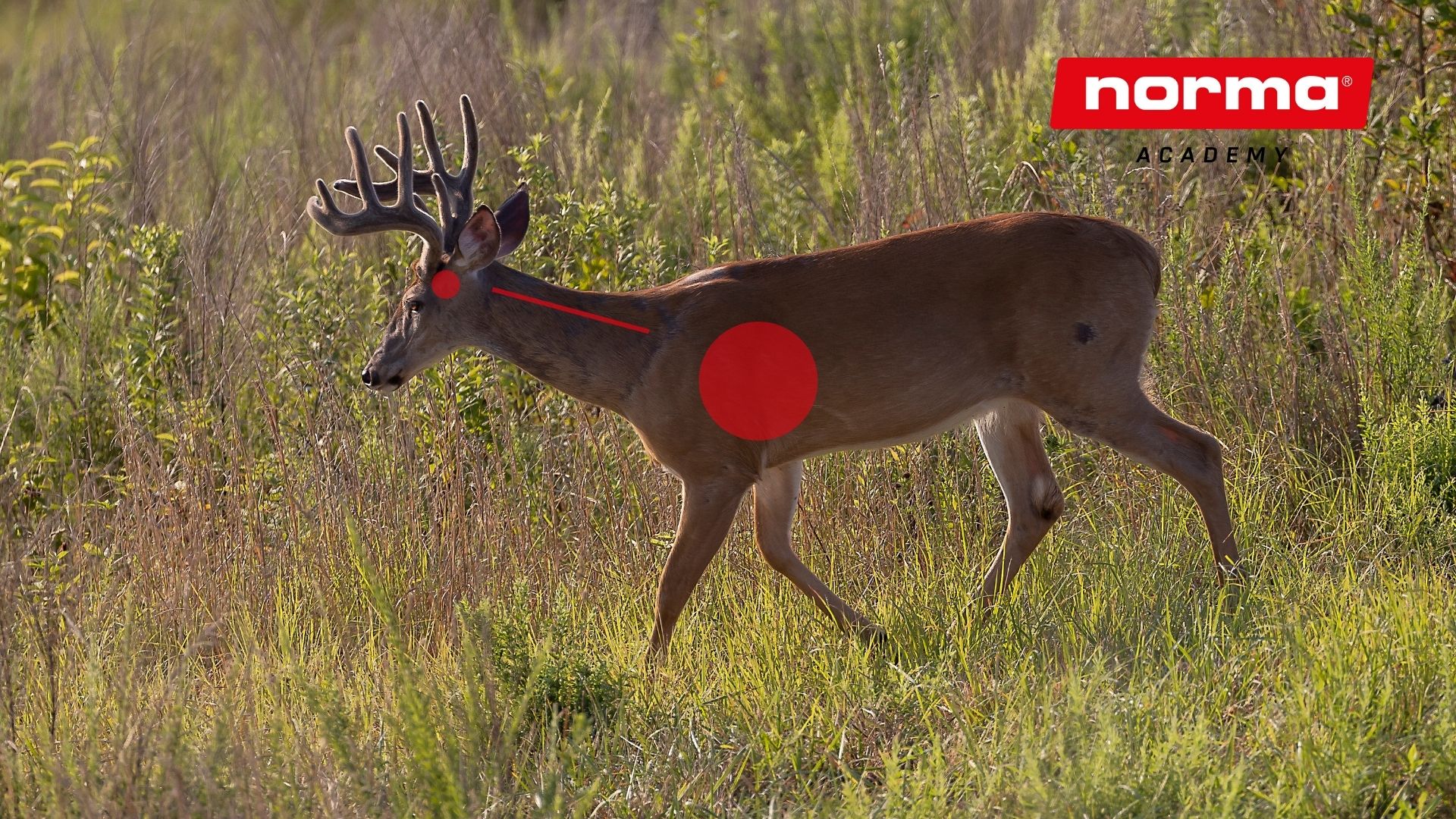 white tail vital zones Shot placement on White-Tailed Deer