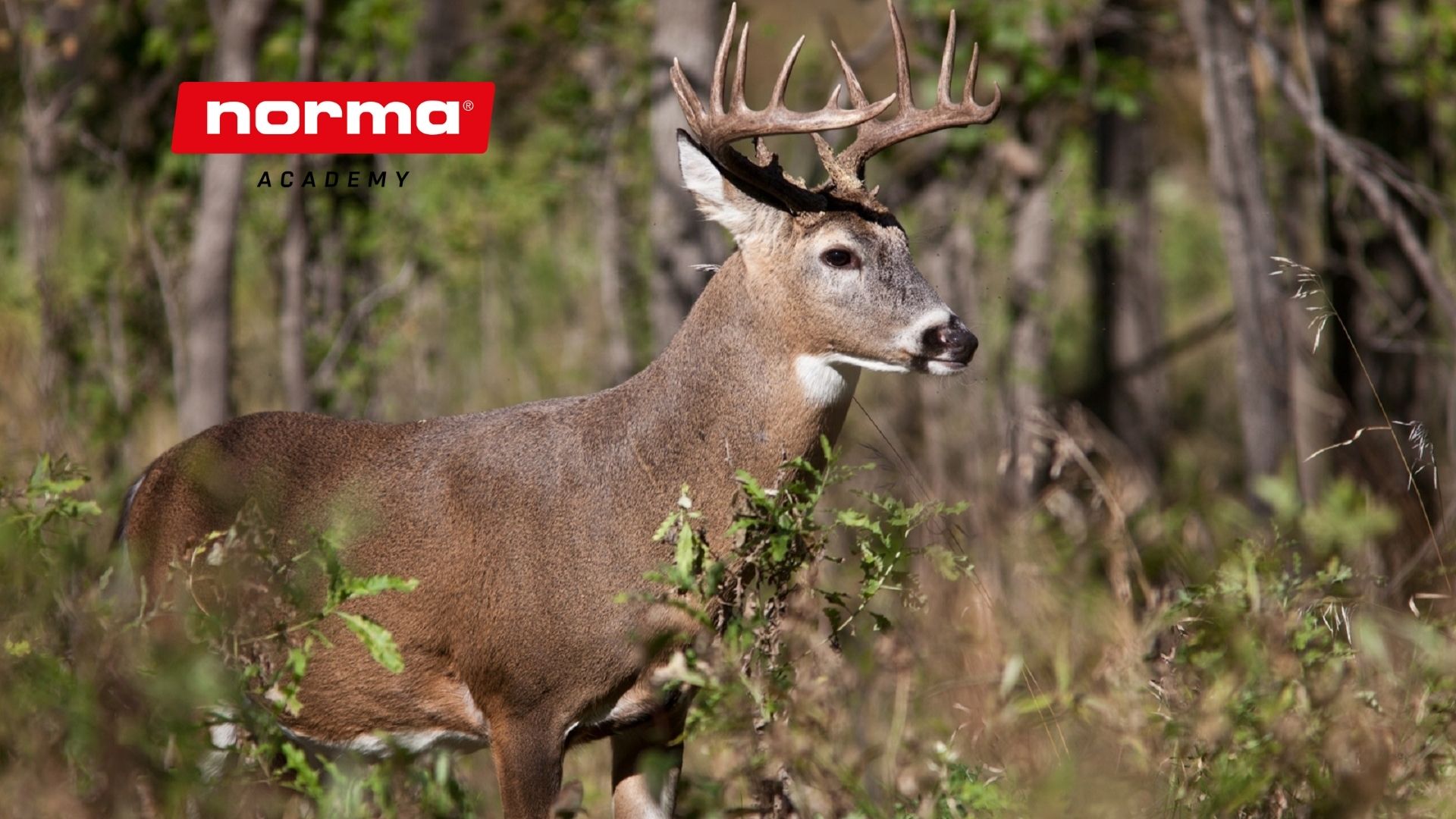 white tail hidden brush Shot placement on White-Tailed Deer