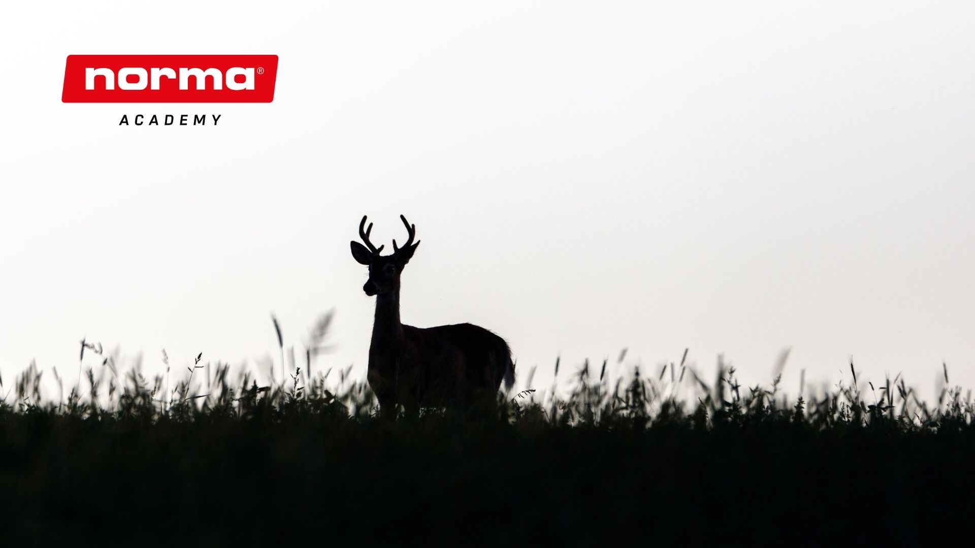 white tail black and white Shot placement on White-Tailed Deer