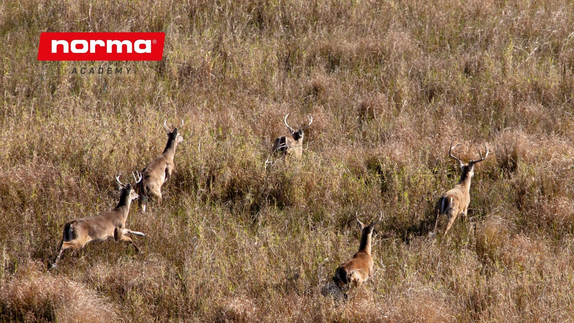 white tail group running Shot placement on White-Tailed Deer